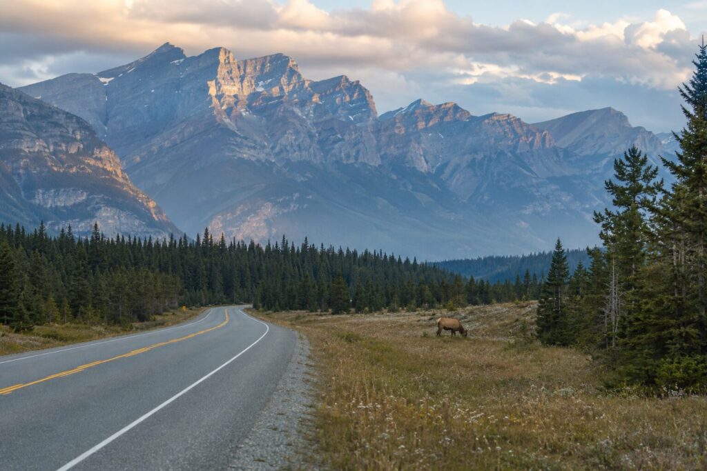 Elk standing beside a mountain road in Banff National Park, Alberta.